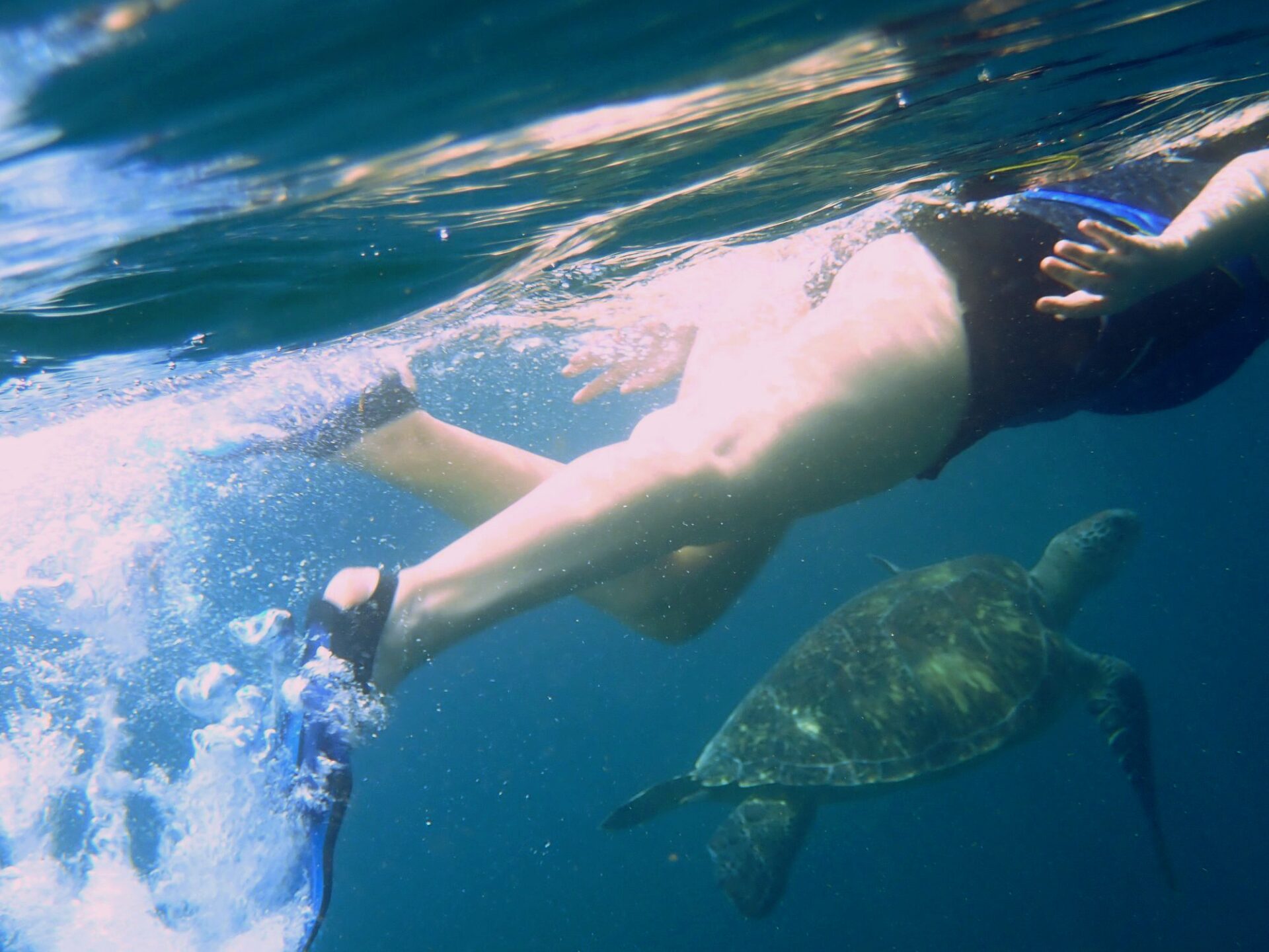 Je nage avec une tortue en Martinique !