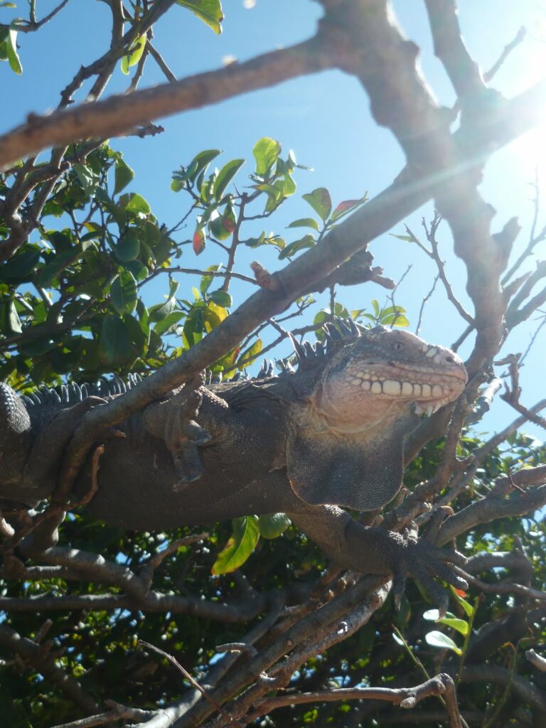 Iguane, Petite Terre, Martinique