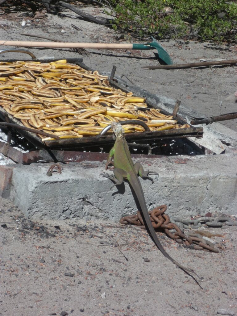 Iguane gourmand banane barbecue Petite Terre